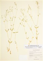 藏品(大萼繁縷)的圖片